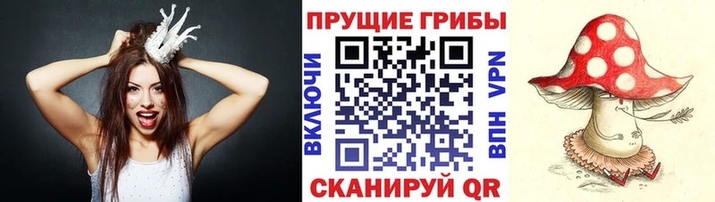 закладки  Краснознаменск  Галлюциногенные грибы Cubensis 